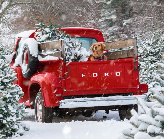 Season’s Greetings